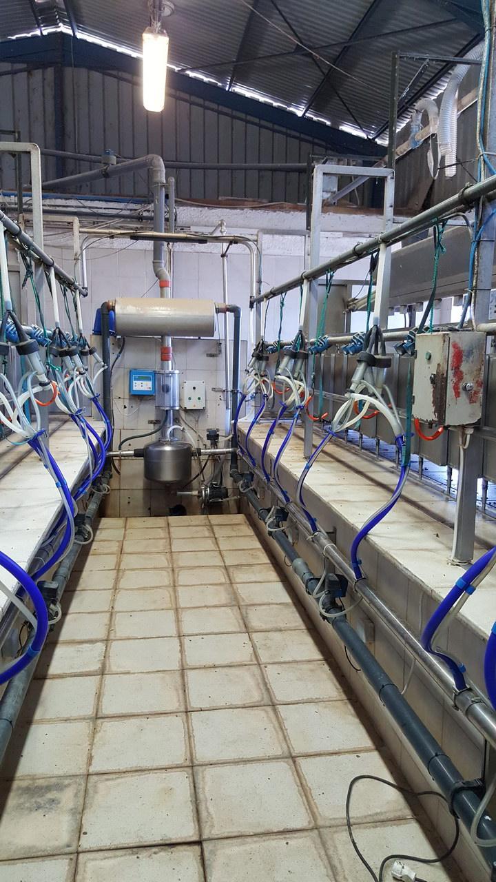 Proper milking procedure