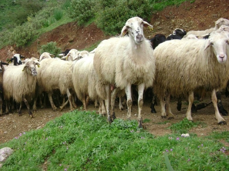 Στη Λευκάδα, τα αιγοπρόβατα εκτρέφονται κυρίως, ημι-εκτετικά και εκτατικά